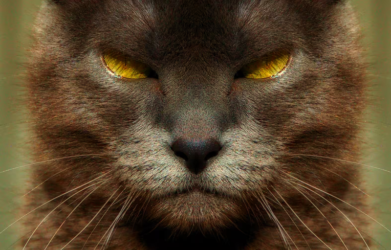 A bad cattitude