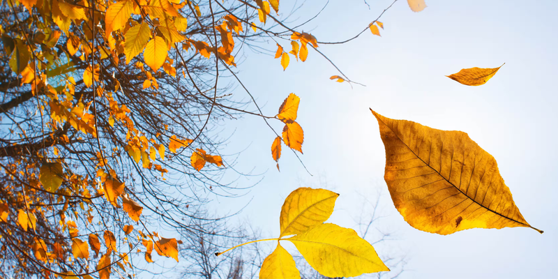 Leaves